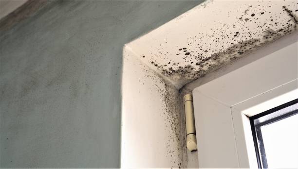 Best Mold Remediation for Healthcare Facilities  in Fulda, MN