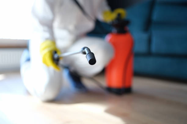 Best Mold Damage Restoration  in Fulda, MN