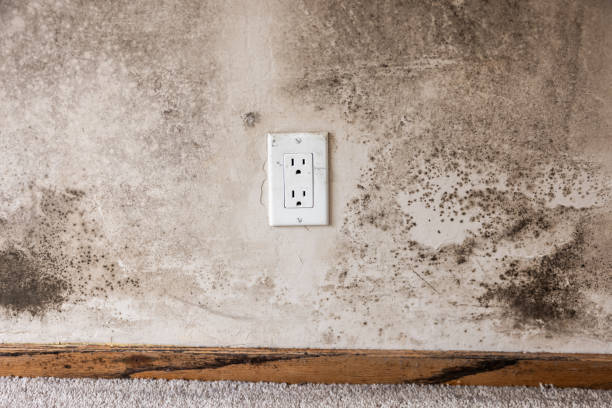 Best Water Damage & Mold Remediation  in Fulda, MN